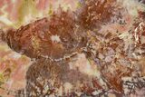 Colorful Polished Petrified Wood End-Cut - Arizona #322686-1